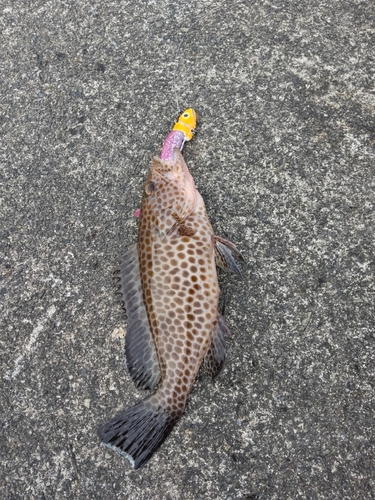 オオモンハタの釣果