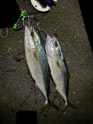 イナダの釣果