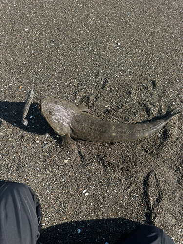 コチの釣果