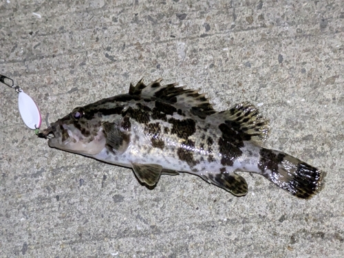 タケノコメバルの釣果