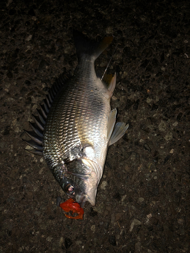 キビレの釣果