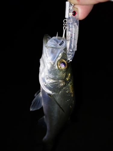 セイゴ（マルスズキ）の釣果