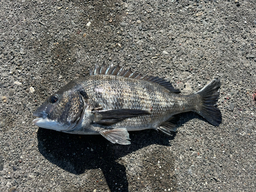 クロダイの釣果