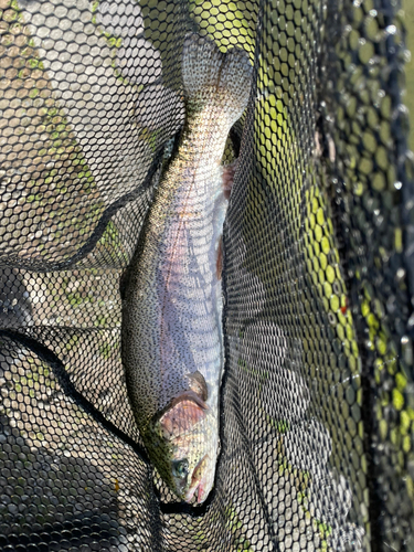 ニジマスの釣果