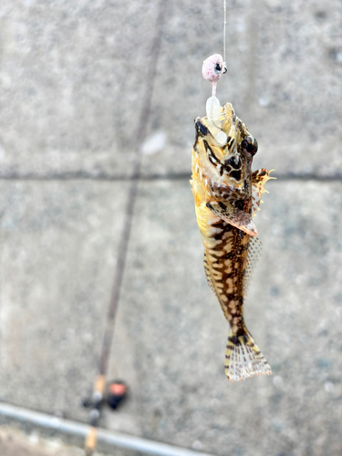 カジカの釣果