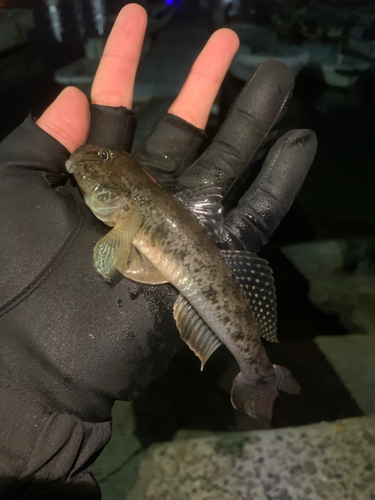 マハゼの釣果