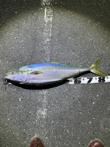 表浜名湖