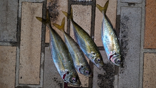 マアジの釣果