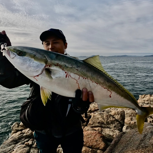 ブリの釣果