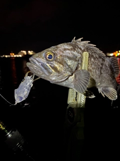 クロソイの釣果