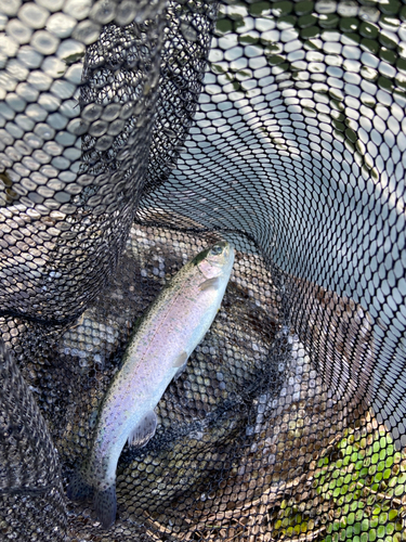 ニジマスの釣果