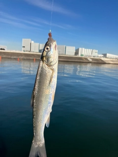 ウグイの釣果