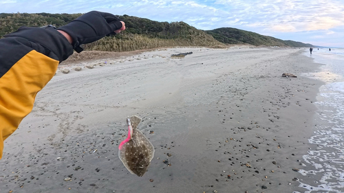 ソゲの釣果