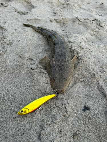 マゴチの釣果