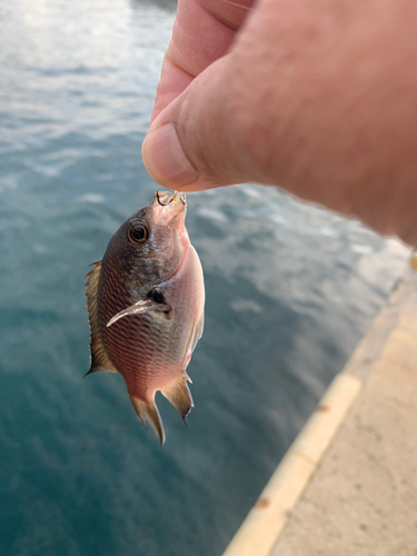 スズメダイの釣果