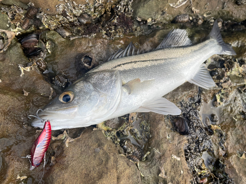 マルスズキの釣果