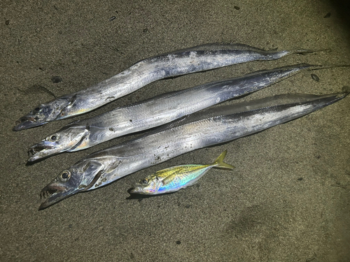 タチウオの釣果