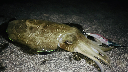 モンゴウイカの釣果