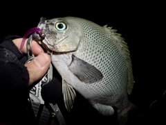 グレの釣果