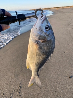 キビレの釣果