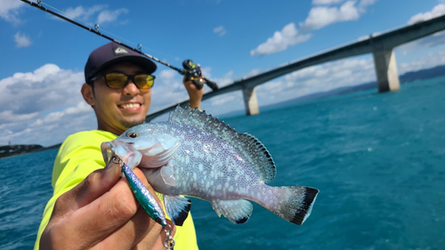 ツチホゼリの釣果