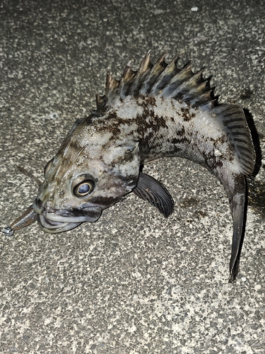 クロソイの釣果