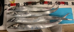 タチウオの釣果