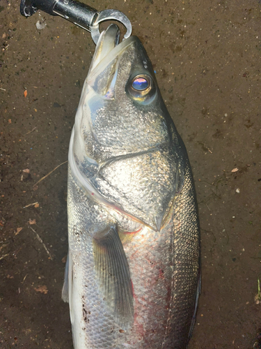 スズキの釣果