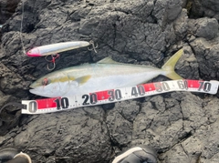 ヒラマサの釣果