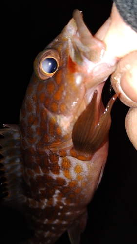 アコウの釣果