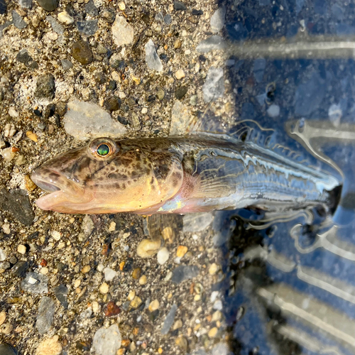 マハゼの釣果