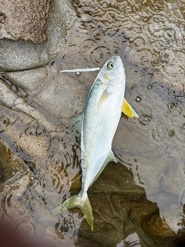 ヒラマサの釣果