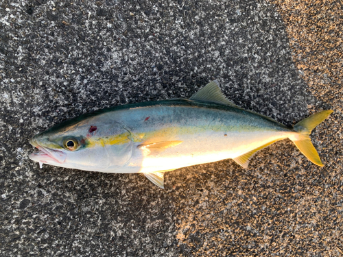 ツバスの釣果