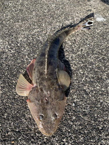 コチの釣果