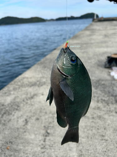 グレの釣果