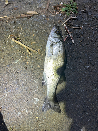 セイゴ（ヒラスズキ）の釣果