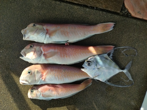 オオモンハタの釣果