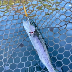 ニジマスの釣果