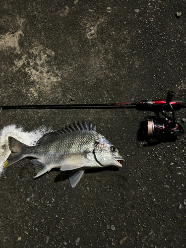 キビレの釣果