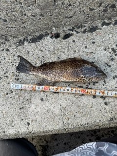 オオモンハタの釣果