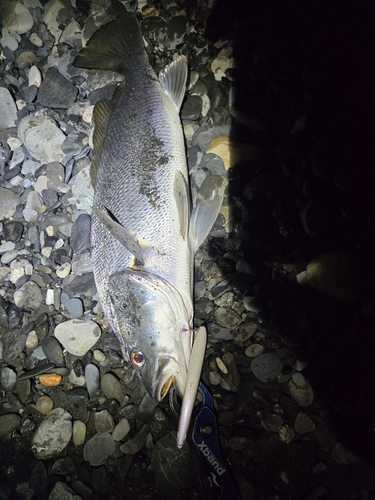 オオニベの釣果