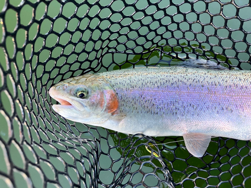 ニジマスの釣果