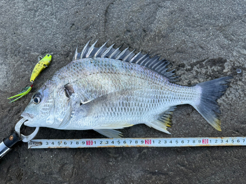 キチヌの釣果