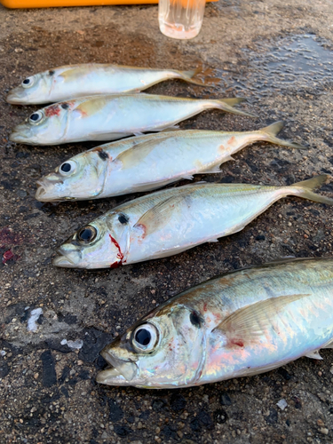 アジの釣果