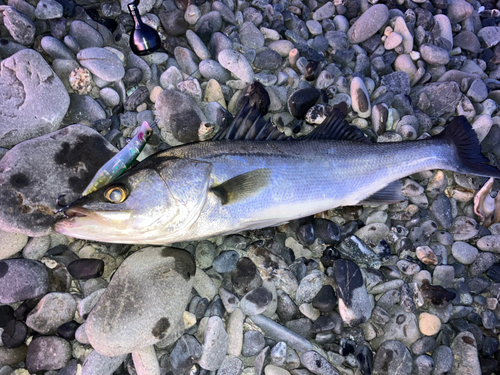 フッコ（マルスズキ）の釣果