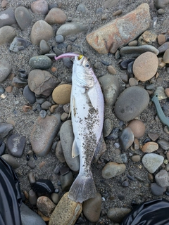 オオニベの釣果