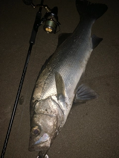 ヒラスズキの釣果