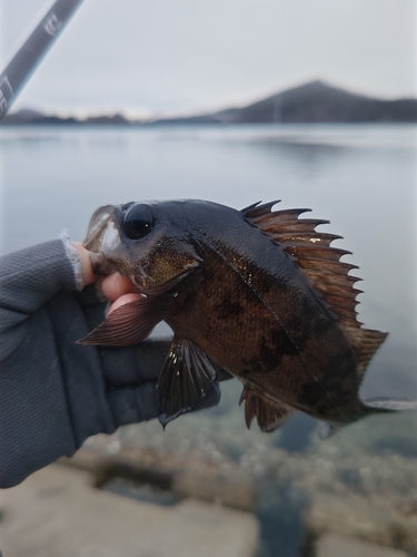 気仙沼湾