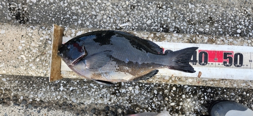 メジナの釣果