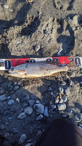 イシモチの釣果